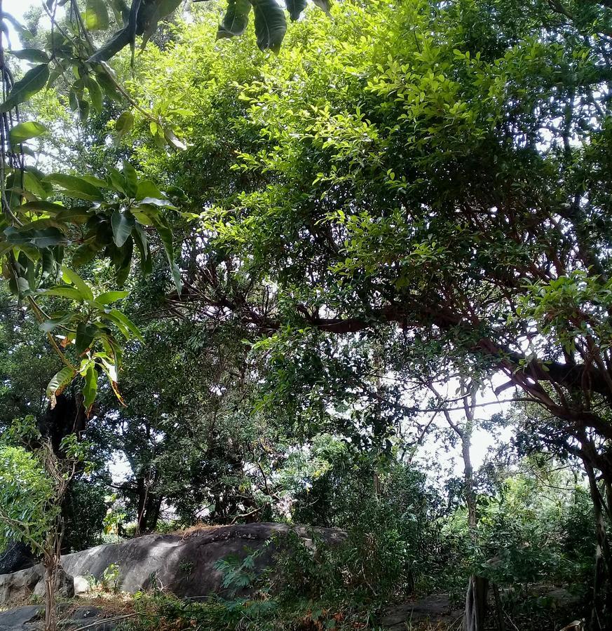 Dambulla Sun Vsh Holiday Dış mekan fotoğraf